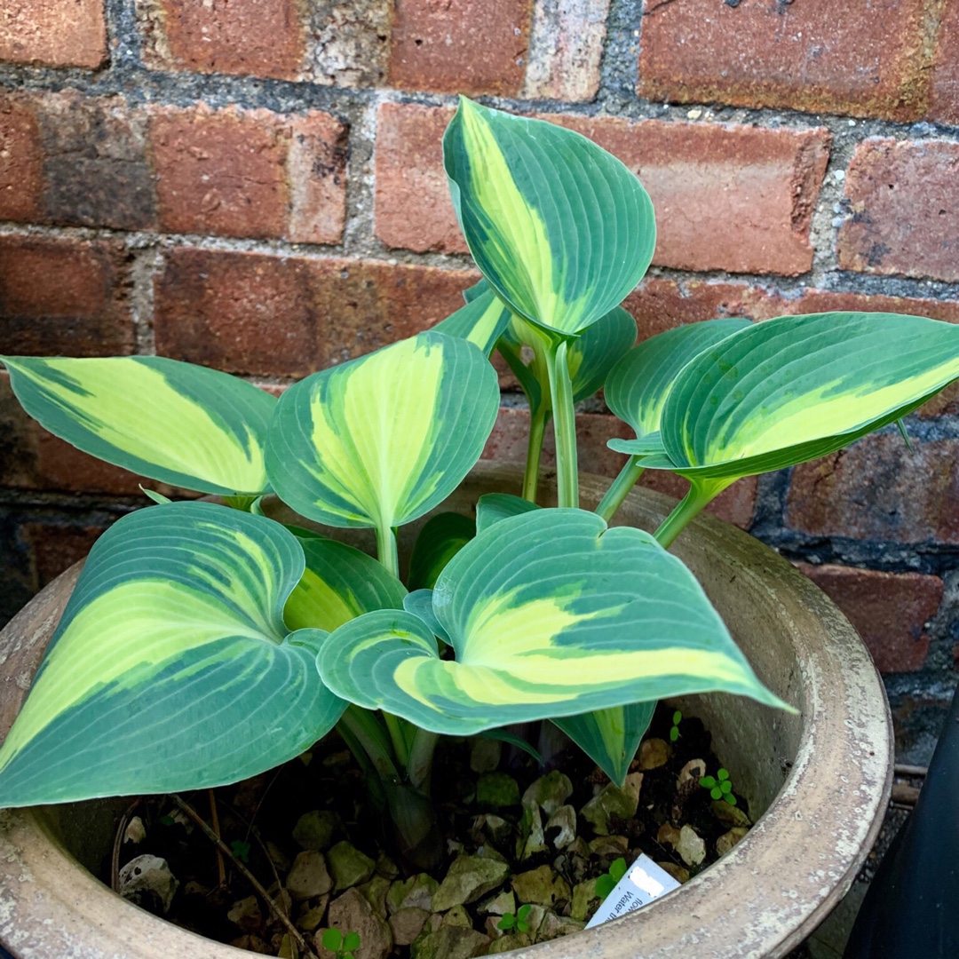 Hosta Catherine in the GardenTags plant encyclopedia Plantain Lily Catherine in the GardenTags plant encyclopedia