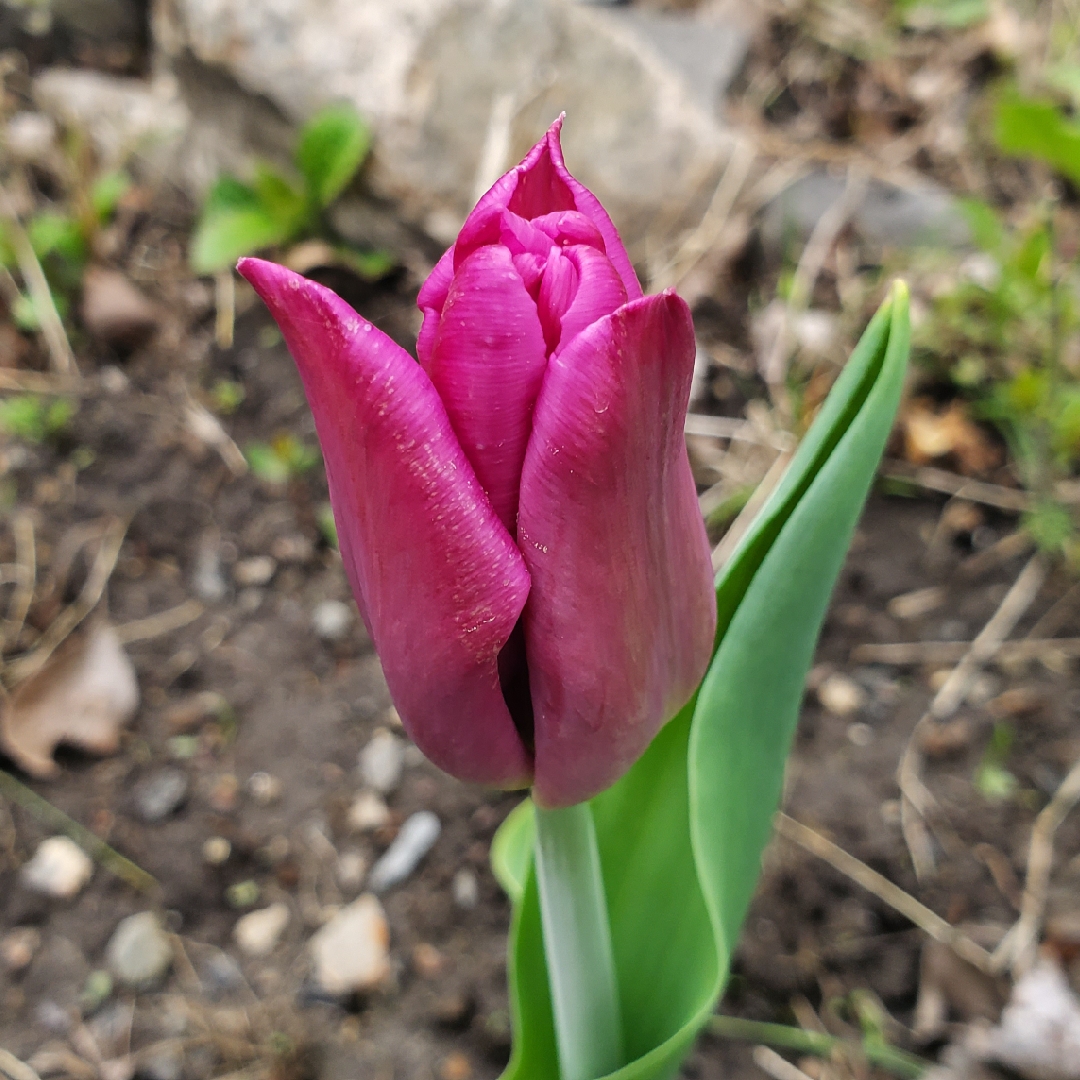 Tulip Passionale (Triumph) in the GardenTags plant encyclopedia