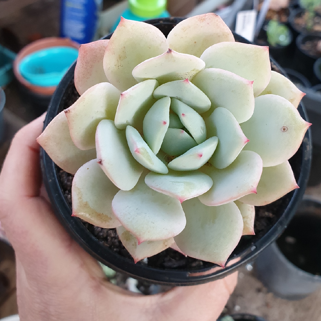 Echeveria Captain Hay x Laui in the GardenTags plant encyclopedia Echeveria Captain Lee in the GardenTags plant encyclopedia