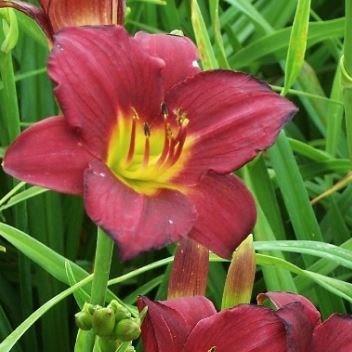 Hemerocallis Pardon Me in the GardenTags plant encyclopedia Daylily Pardon Me in the GardenTags plant encyclopedia
