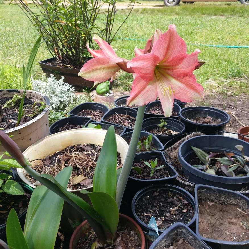 Hippeastrum Pink Garden in the GardenTags plant encyclopedia Hippeastrum Pink Garden in the GardenTags plant encyclopedia
