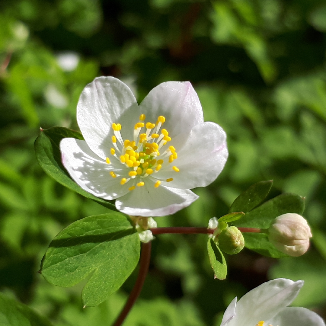 Thalictrum thalictroides syn. Anemonella thalictroides in the GardenTags plant encyclopedia Rue Anemone in the GardenTags plant encyclopedia