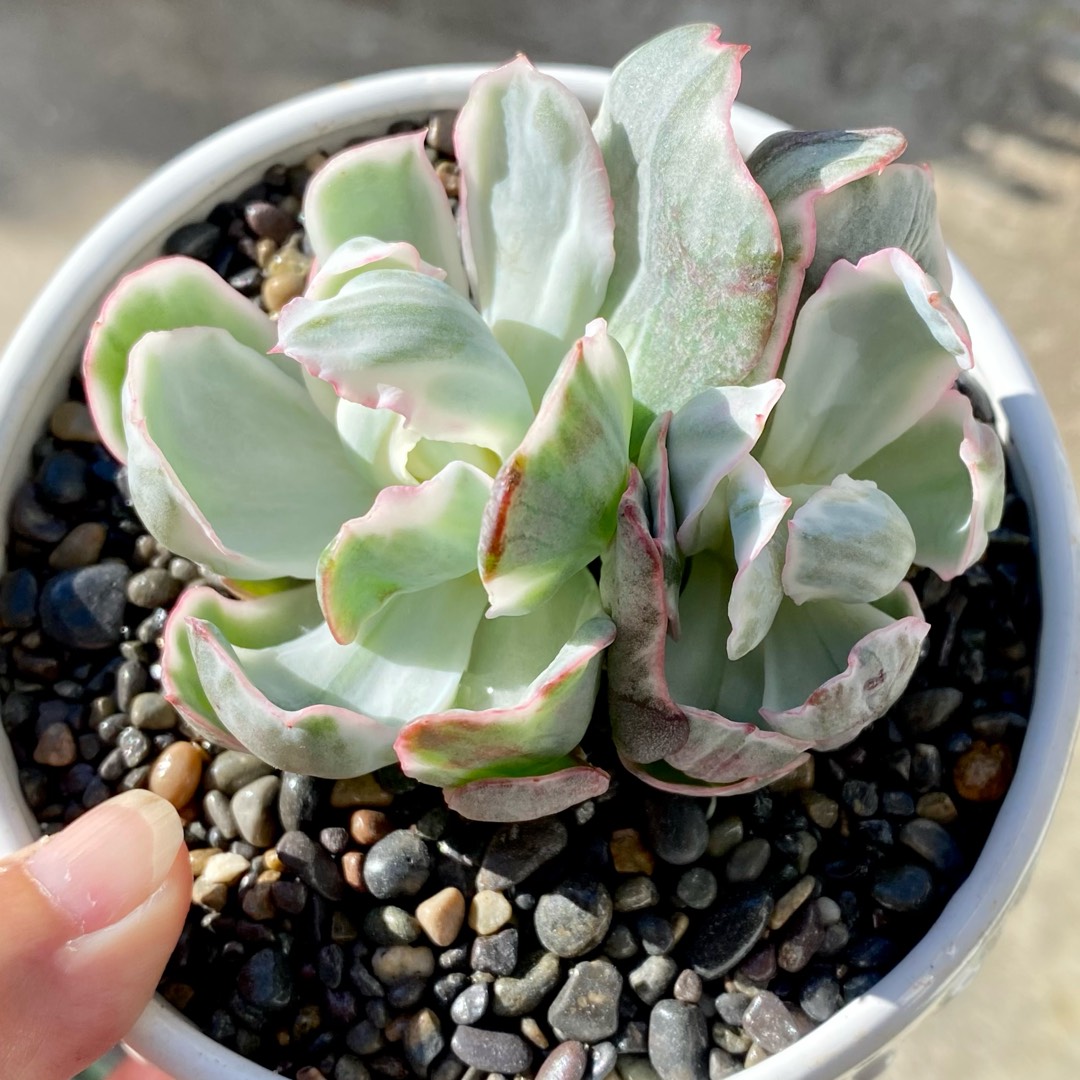 Echeveria Berkeley Variegata in the GardenTags plant encyclopedia Echeveria Berkeley Variegated Form in the GardenTags plant encyclopedia