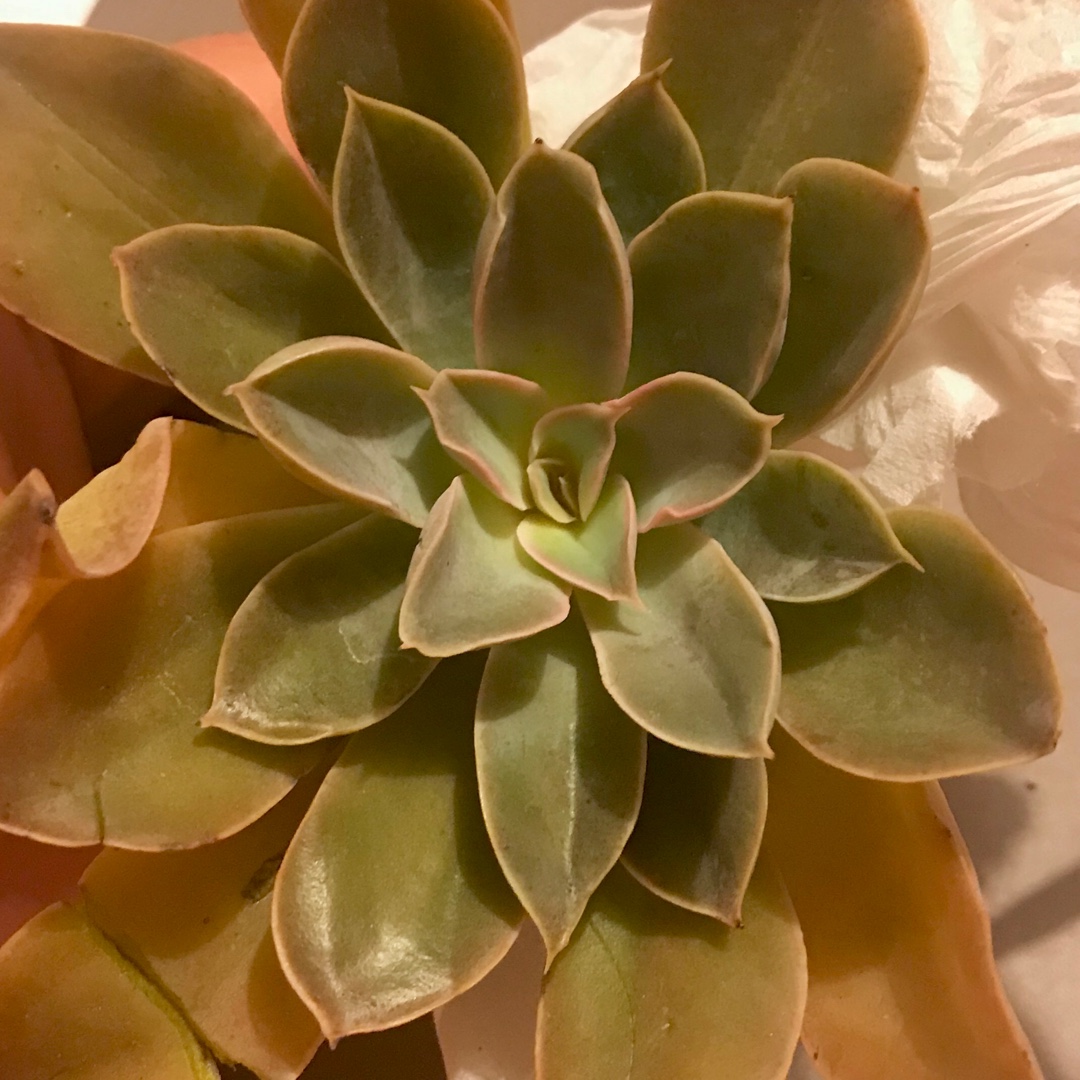 Echeveria Cara in the GardenTags plant encyclopedia Echeveria Cara in the GardenTags plant encyclopedia
