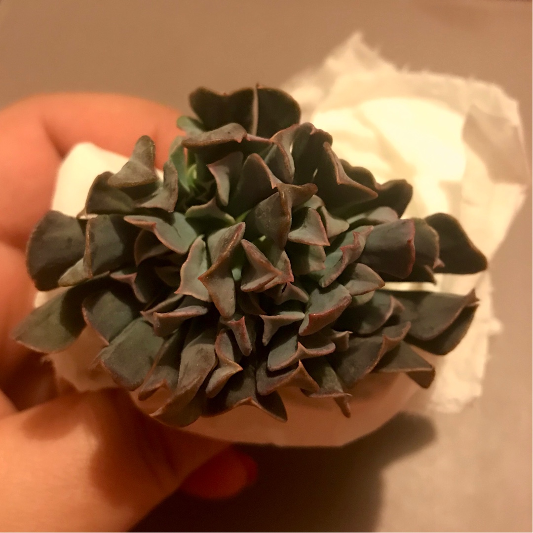 Echeveria Riviera Cristata in the GardenTags plant encyclopedia Echeveria Riviera Crested Form in the GardenTags plant encyclopedia
