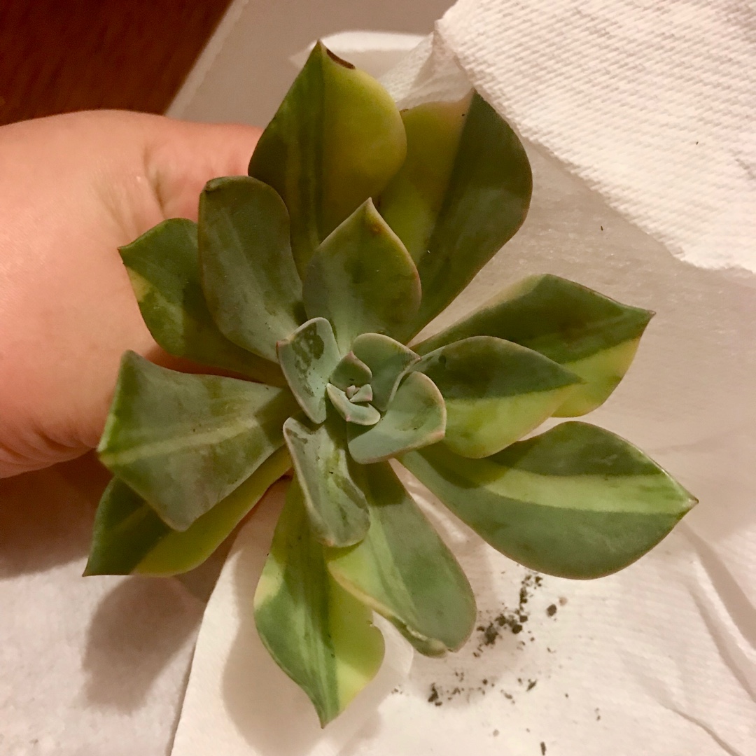 Graptoveria First Love Variegated in the GardenTags plant encyclopedia