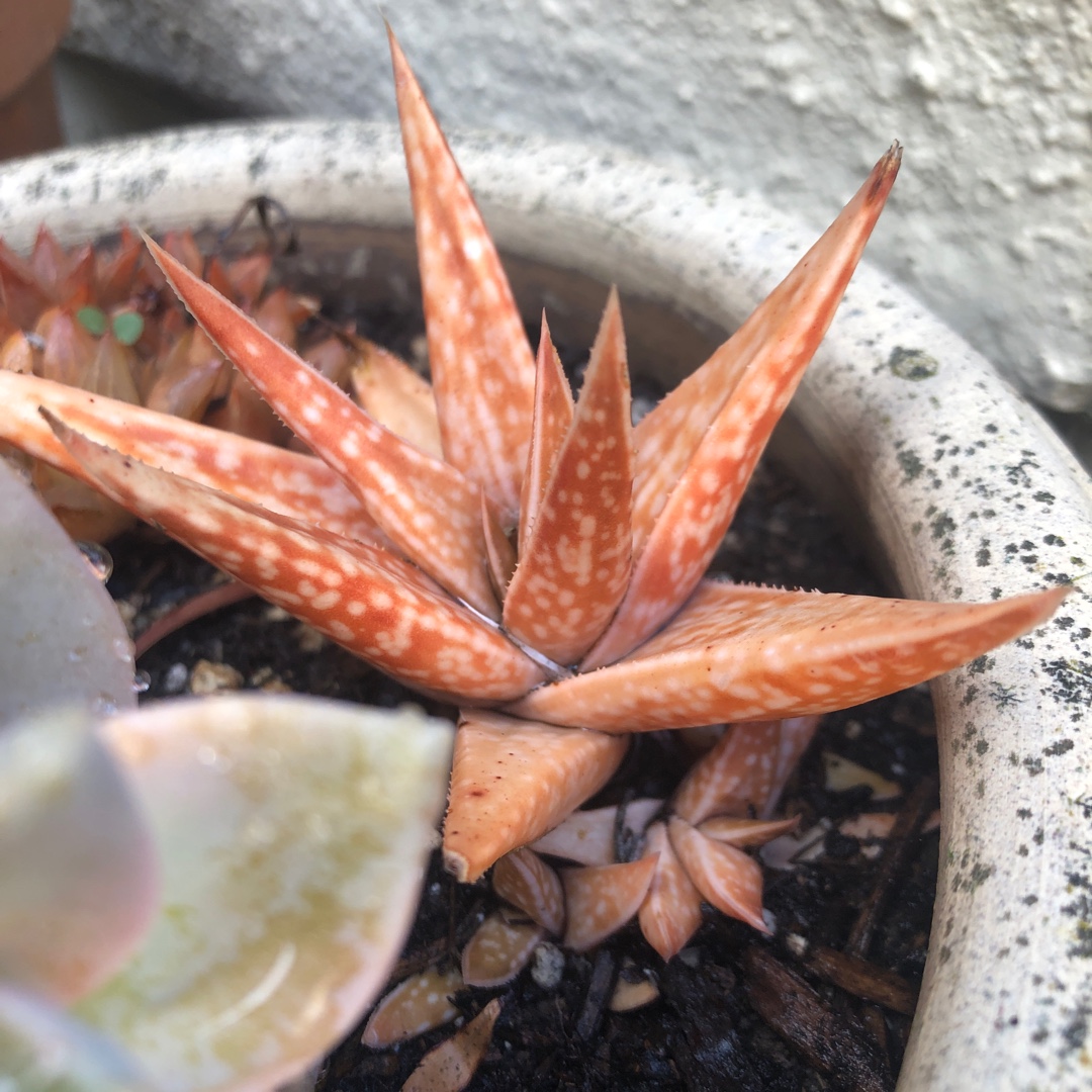 Aloe Chewbacca in the GardenTags plant encyclopedia Aloe Chewbacca in the GardenTags plant encyclopedia