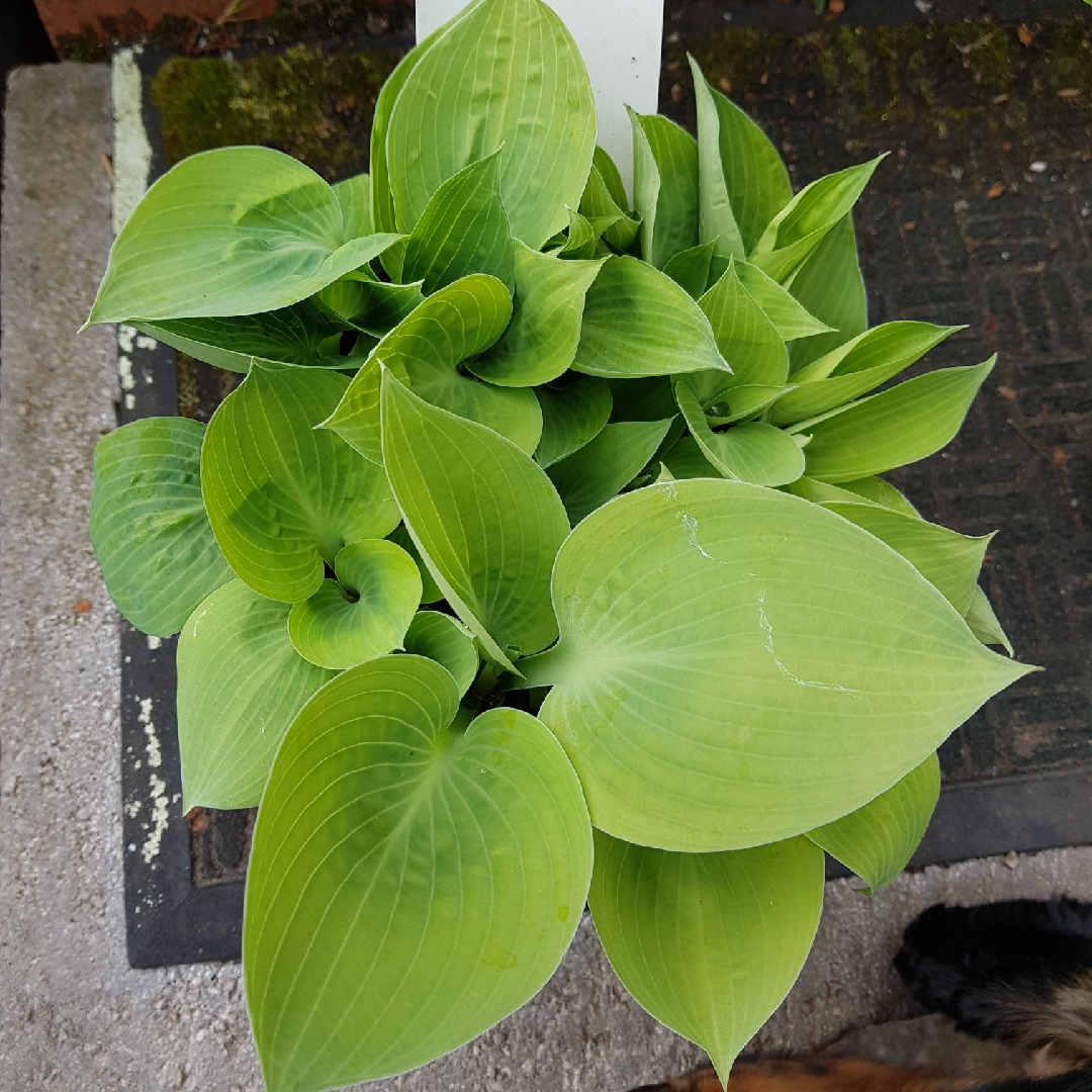 Hosta (Tardiana Group) Dorset Blue in the GardenTags plant encyclopedia Plantain Lily Dorset Blue in the GardenTags plant encyclopedia
