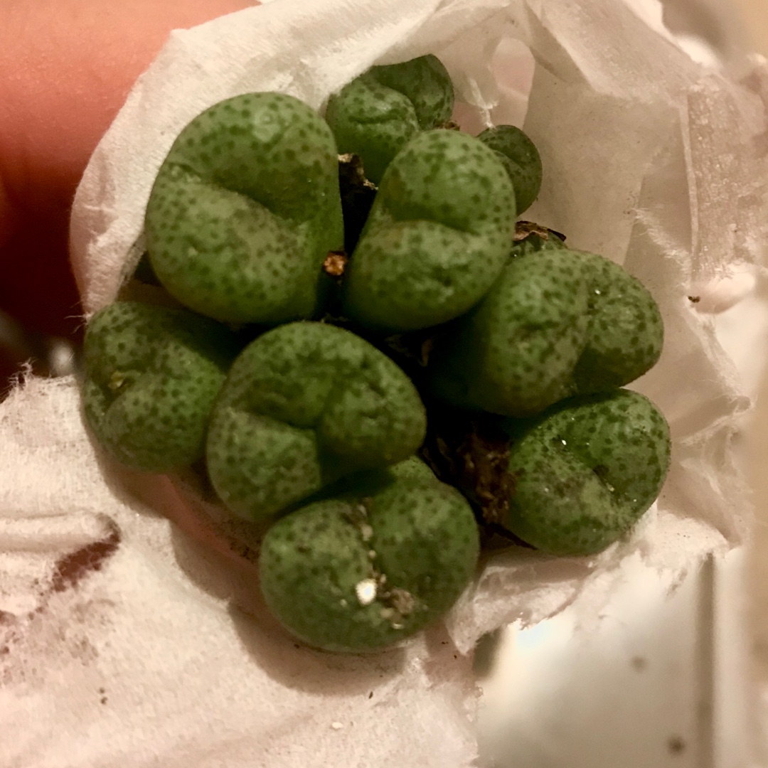 Conophytum Truncatum in the GardenTags plant encyclopedia Living Pebble Truncatum in the GardenTags plant encyclopedia