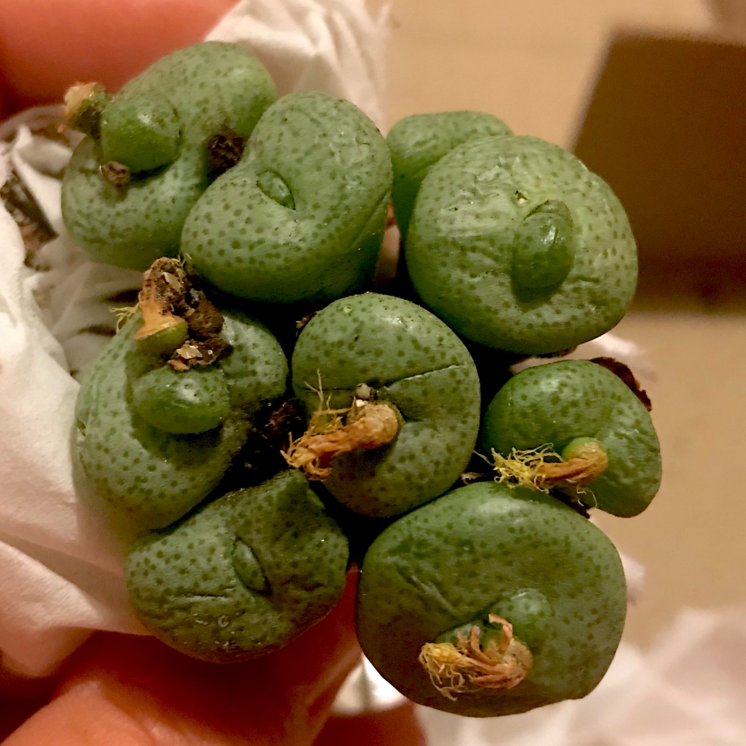 Conophytum Novellum White Nite in the GardenTags plant encyclopedia Living Pebble Novellum White Nite in the GardenTags plant encyclopedia