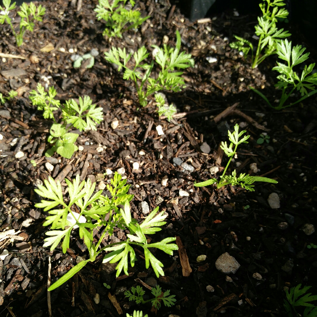 Daucus carota subsp. sativus Alrite in the GardenTags plant encyclopedia Carrot Alrite in the GardenTags plant encyclopedia