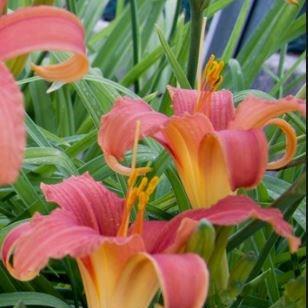 Hemerocallis Pink Damask in the GardenTags plant encyclopedia Daylily Pink Damask in the GardenTags plant encyclopedia
