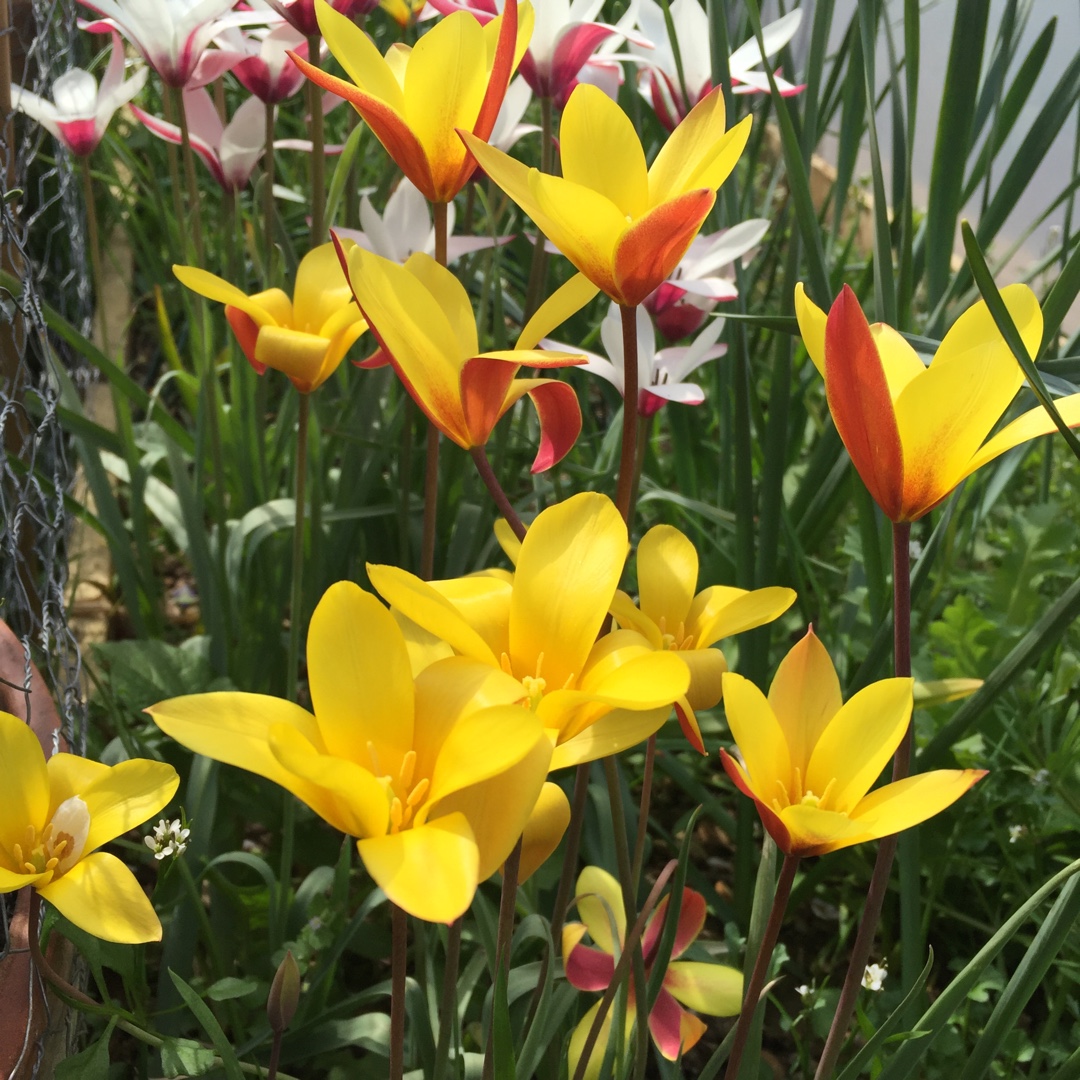 Tulipa clusiana var. chrysantha Tubergens Gem in the GardenTags plant encyclopedia Tulip (Species) Golden Lady Tulip Tubergens Gem in the GardenTags plant encyclopedia