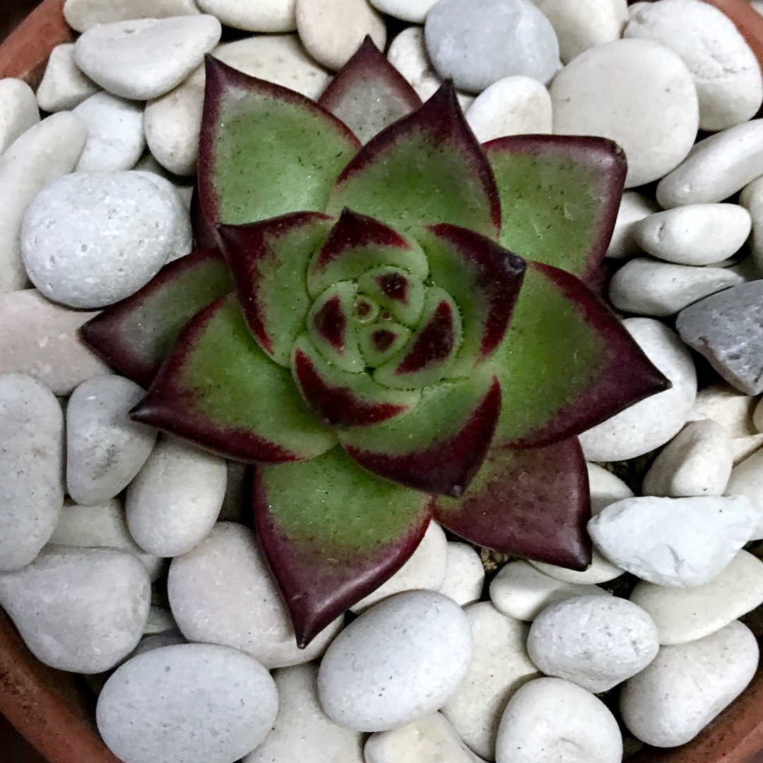 Echeveria Agavoides Romeo Rubin x Ebony in the GardenTags plant encyclopedia Echeveria Agavoides Romeo Rubin x Ebony in the GardenTags plant encyclopedia