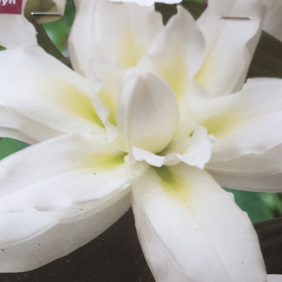 Lilium DL112773 syn. Lilium Roselily Leona in the GardenTags plant encyclopedia Lily Roselily Leona (Oriental) in the GardenTags plant encyclopedia