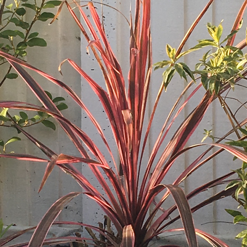 Cordyline Australis Southern Splendour in the GardenTags plant encyclopedia Cabbage Tree Southern Splendour in the GardenTags plant encyclopedia