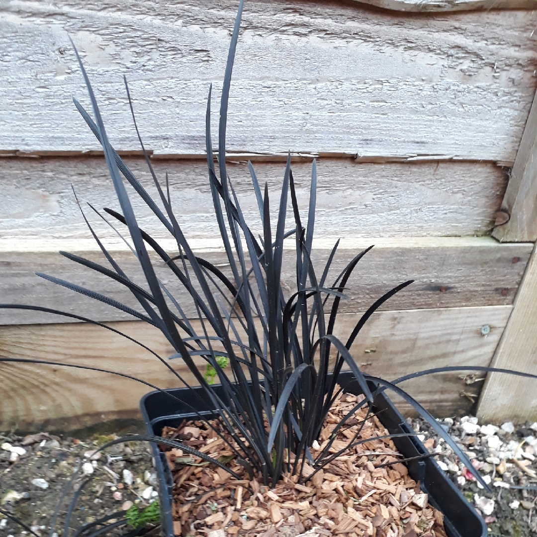Ophiopogon Hosoba Kokuryu in the GardenTags plant encyclopedia Black Mondo Grass Hosoba Kokuryu in the GardenTags plant encyclopedia