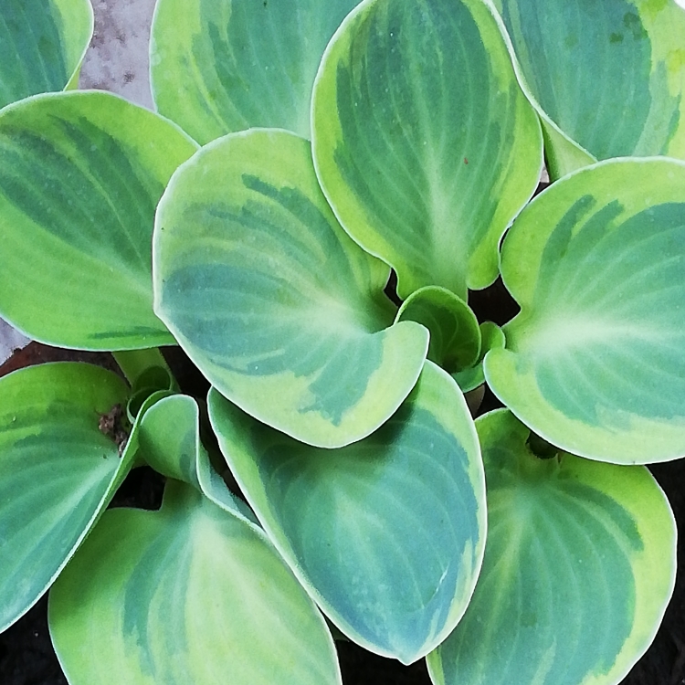 Hosta Lucky Mouse in the GardenTags plant encyclopedia Plantain Lily Lucky Mouse in the GardenTags plant encyclopedia