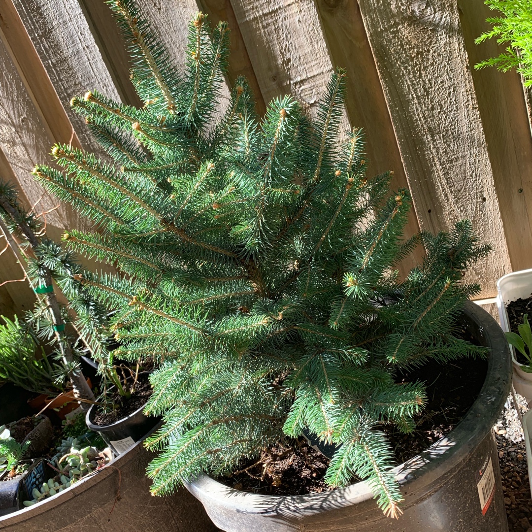 Picea pungens Blue Star in the GardenTags plant encyclopedia Blue Spruce Blue Star in the GardenTags plant encyclopedia
