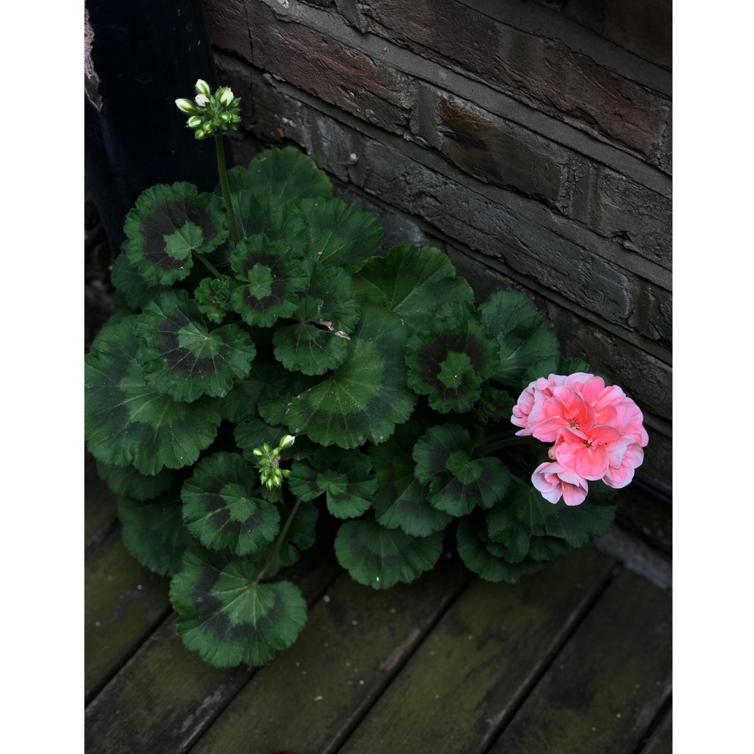 Pelargonium Sil Lenja (Toscana Smart Series) syn. Pelargonium Toscana Smart Lenja in the GardenTags plant encyclopedia Pelargonium Toscana Smart Lenja (Zonal) in the GardenTags plant encyclopedia
