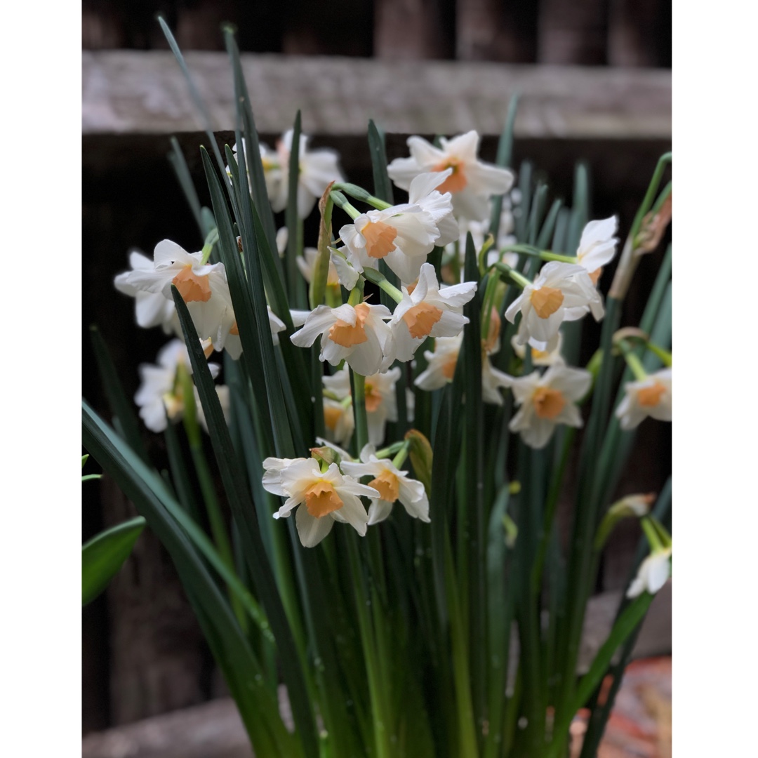 Narcissus Doll Baby in the GardenTags plant encyclopedia Daffodil Doll Baby (Jonquilla) in the GardenTags plant encyclopedia