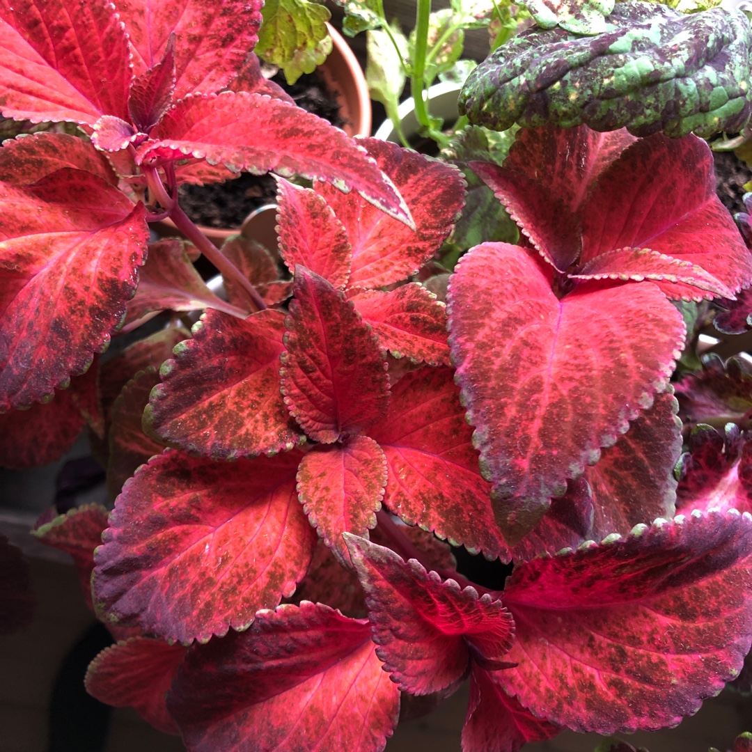 Solenostemon scutellarioides Pas2030 (Wizard Series) syn. Solenostemon scutellarioides Wizard Sunset in the GardenTags plant encyclopedia Coleus Wizard Sunset in the GardenTags plant encyclopedia