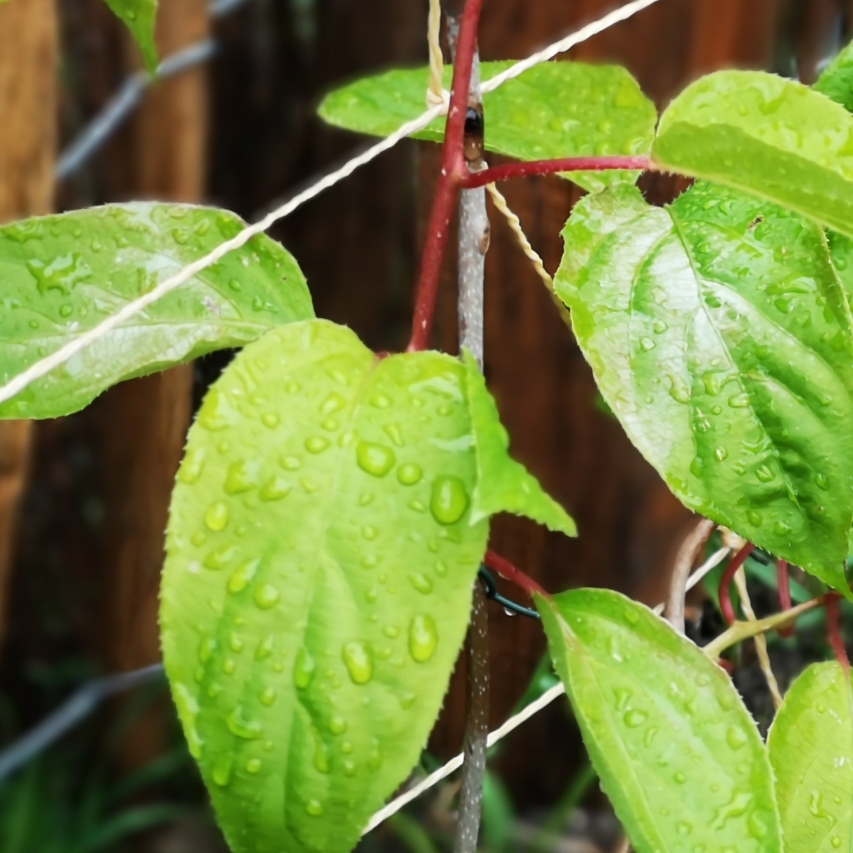 Actinidia arguta Mirzan syn. Actinidia arguta Scarlet September in the GardenTags plant encyclopedia Hardy Kiwi Scarlet September in the GardenTags plant encyclopedia