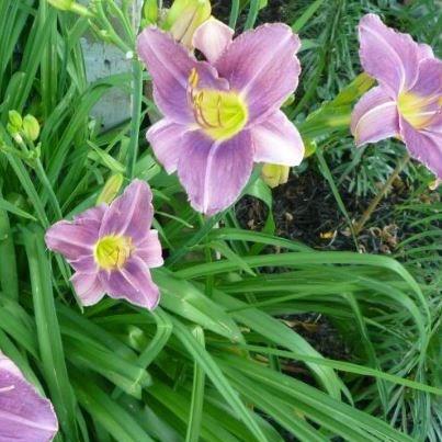 Hemerocallis Prairie Blue Eyes in the GardenTags plant encyclopedia Daylily Prairie Blue Eyes in the GardenTags plant encyclopedia
