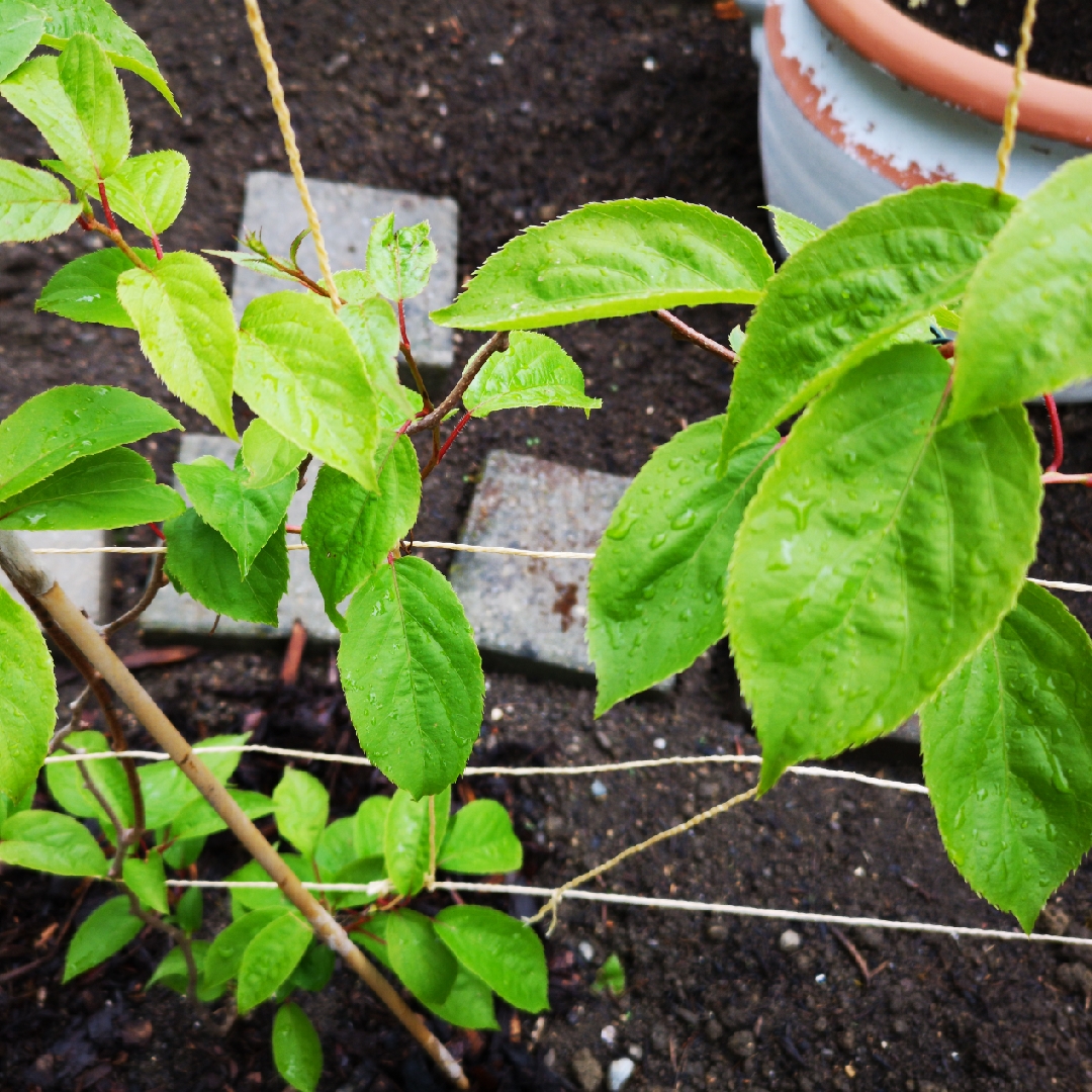 Actinidia arguta Geneva in the GardenTags plant encyclopedia Hardy Kiwi Geneva in the GardenTags plant encyclopedia