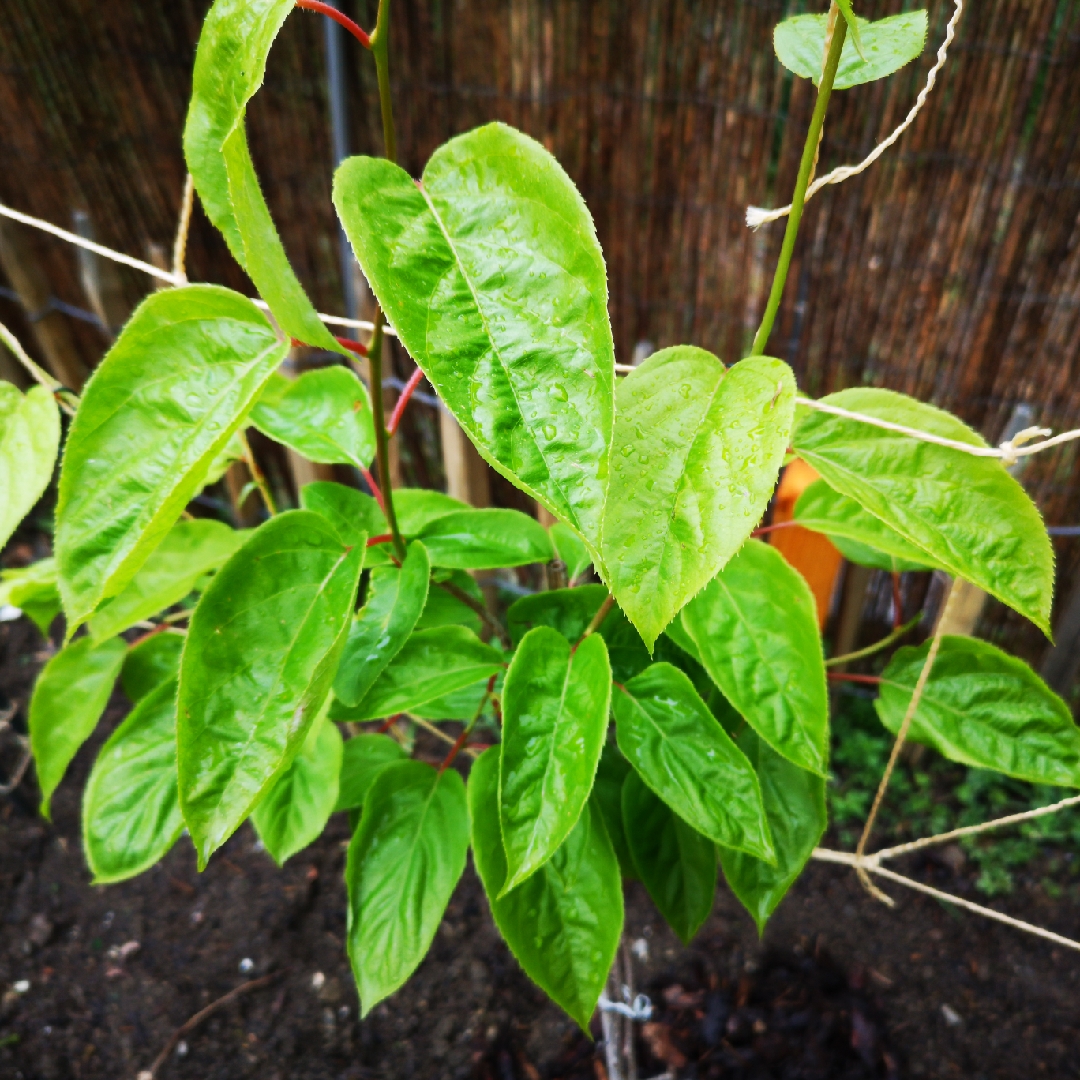Actinidia arguta Jumbo in the GardenTags plant encyclopedia Hardy Kiwi Jumbo in the GardenTags plant encyclopedia
