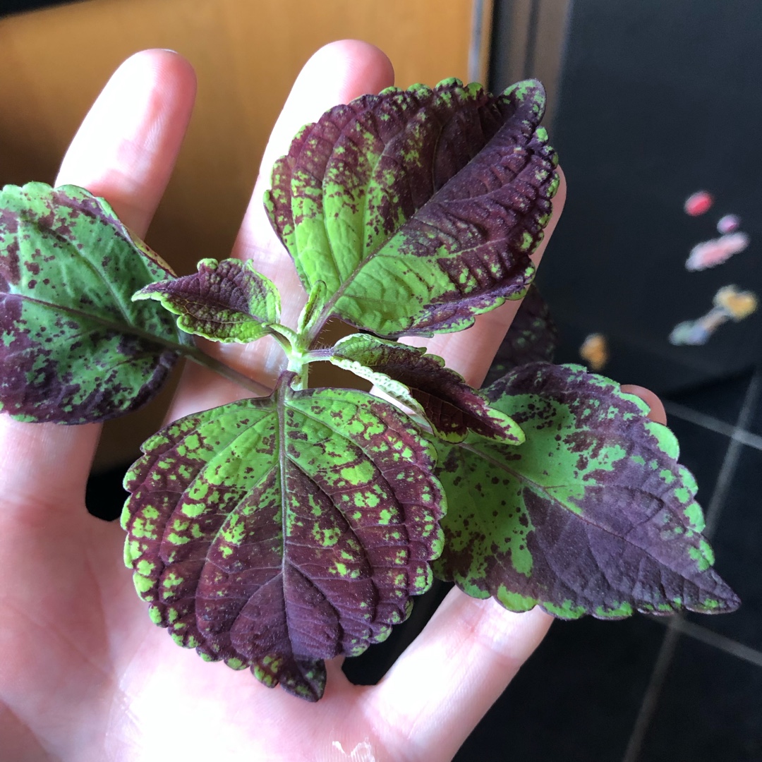 Solenostemon scutellarioides Avatar in the GardenTags plant encyclopedia Coleus Avatar in the GardenTags plant encyclopedia