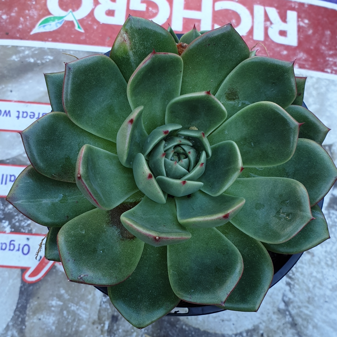 Echeveria Mocha in the GardenTags plant encyclopedia Echeveria Mocha in the GardenTags plant encyclopedia