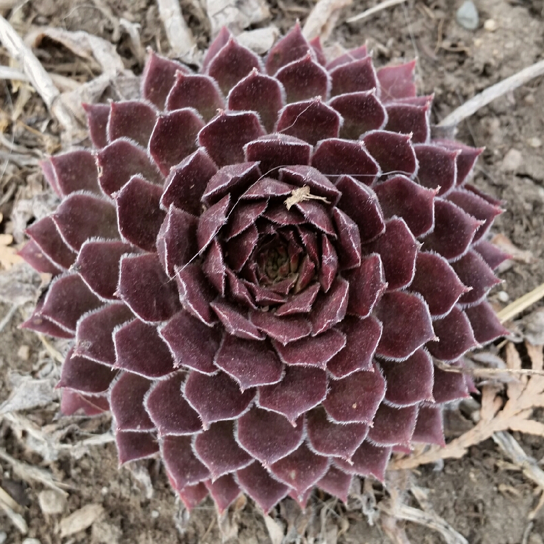 Sempervivum Kalinda in the GardenTags plant encyclopedia Sempervivum Kalinda in the GardenTags plant encyclopedia