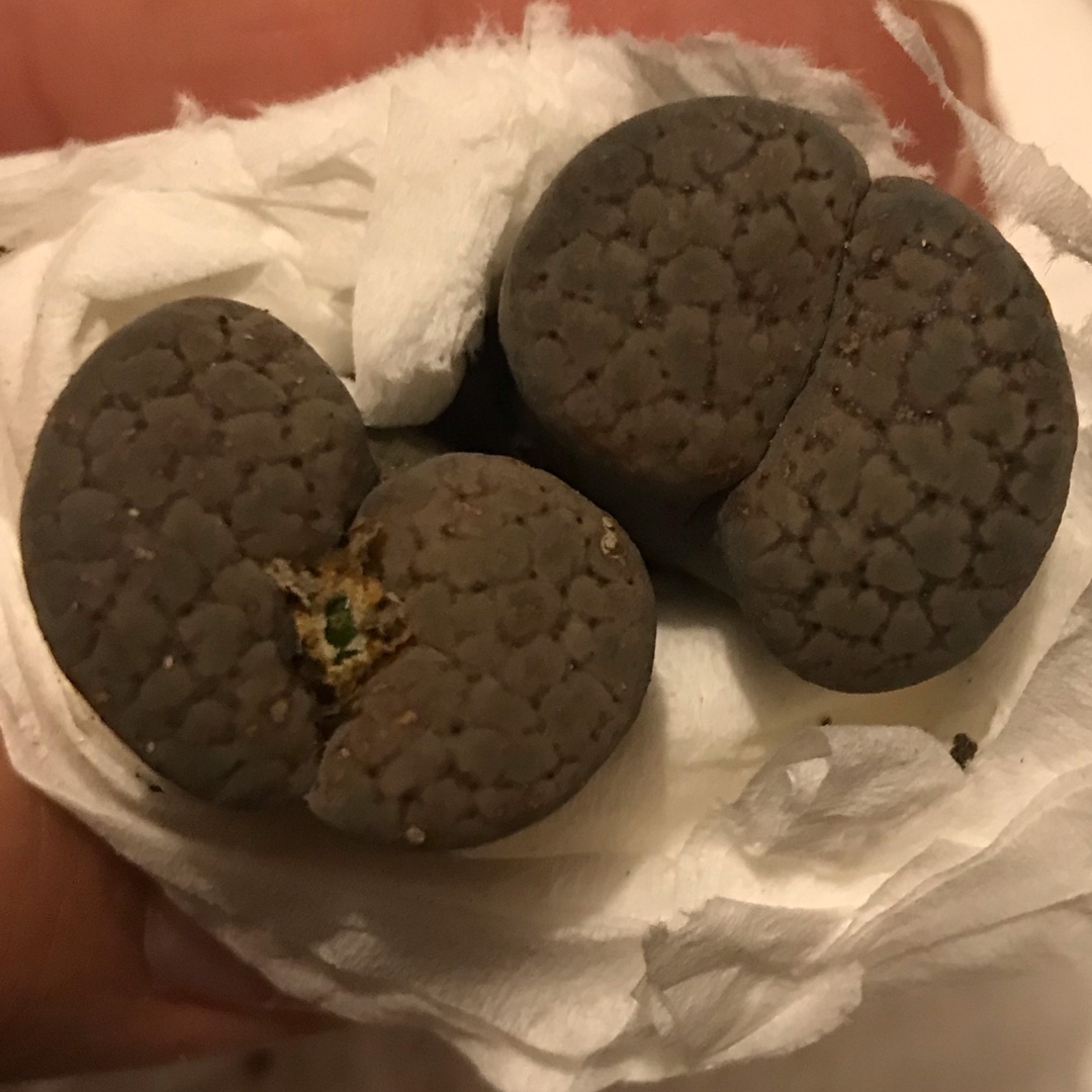 Lithops Verruculosa C120 in the GardenTags plant encyclopedia Living Stones Verruculosa C120 in the GardenTags plant encyclopedia