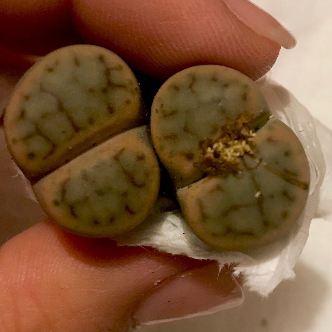 Lithops Karasmontana Lericheana C267 in the GardenTags plant encyclopedia Living Stones Karasmontana Lericheana C267 in the GardenTags plant encyclopedia