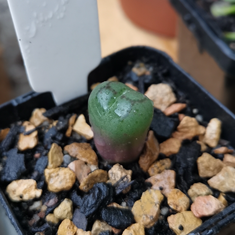 Conophytum Ficiforme Worcester in the GardenTags plant encyclopedia Living Pebble Ficiforme Worcester in the GardenTags plant encyclopedia