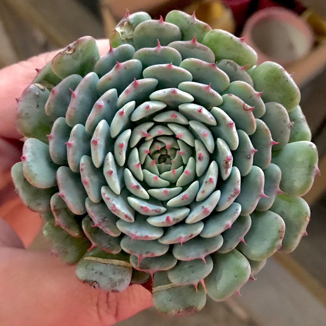 Echeveria Minima x Tuxpan in the GardenTags plant encyclopedia Echeveria Minima x Tuxpan in the GardenTags plant encyclopedia