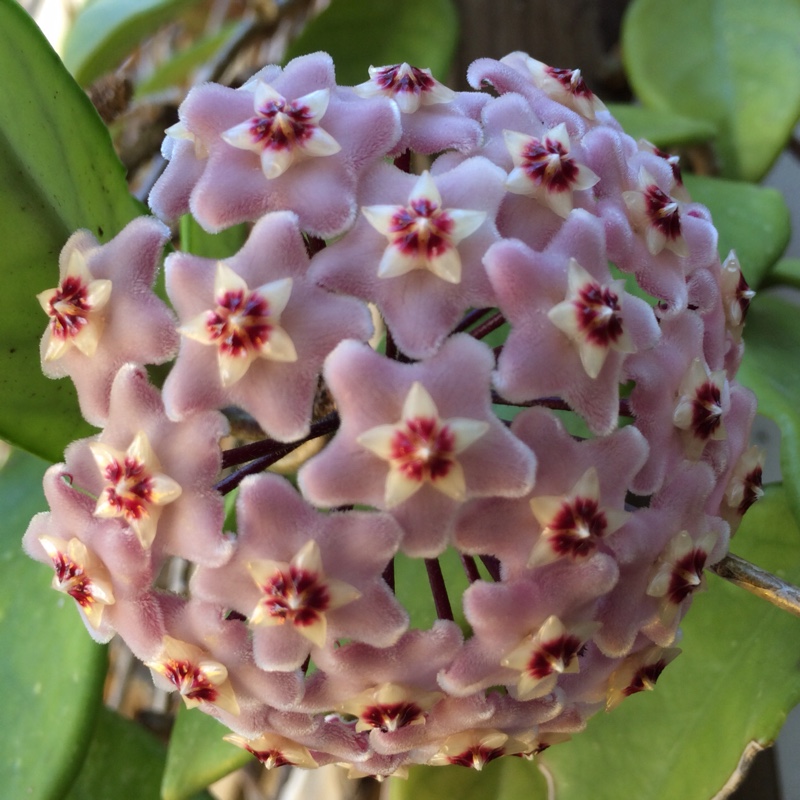 Hoya Carnosa in the GardenTags plant encyclopedia Wax Plant in the GardenTags plant encyclopedia