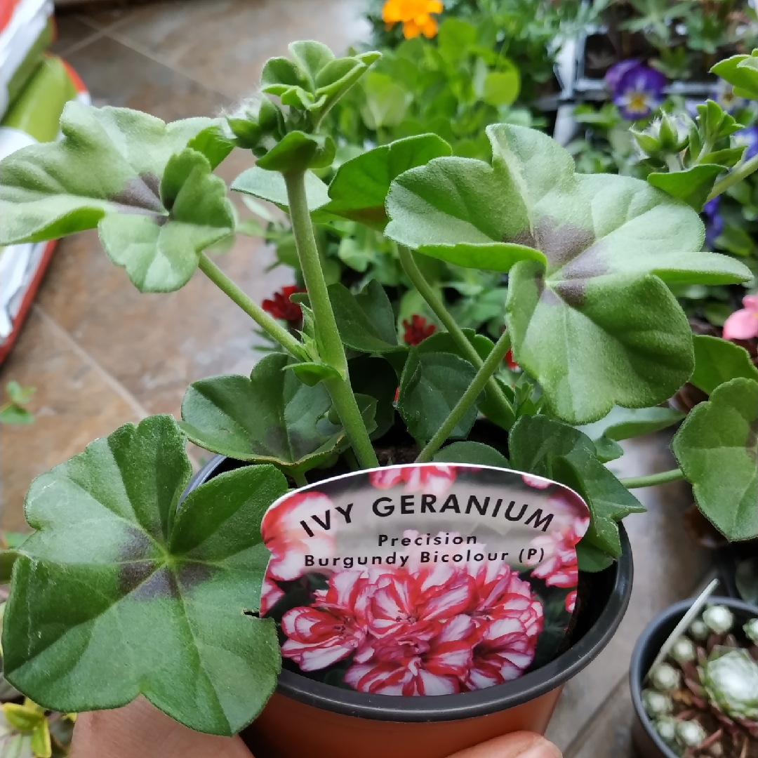 Pelargonium Precision Burgundy Bicolour (Precision Series) in the GardenTags plant encyclopedia Pelargonium Precision Burgundy Bicolour (Ivy Leaved) in the GardenTags plant encyclopedia