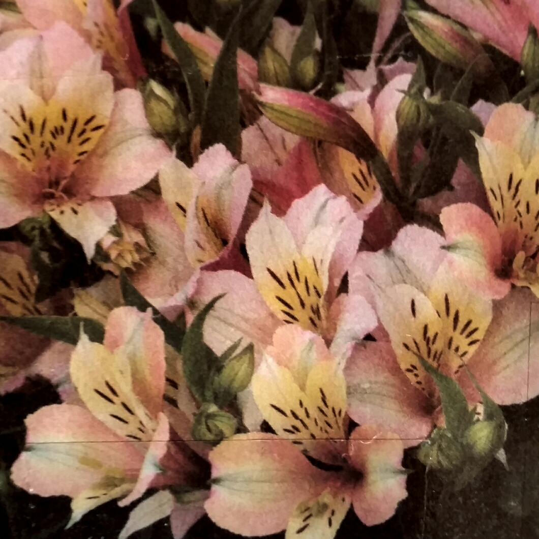 Alstroemeria Koice (Inca Series) syn. Alstroemeria Inca Ice in the GardenTags plant encyclopedia Peruvian Lily Inca Ice in the GardenTags plant encyclopedia