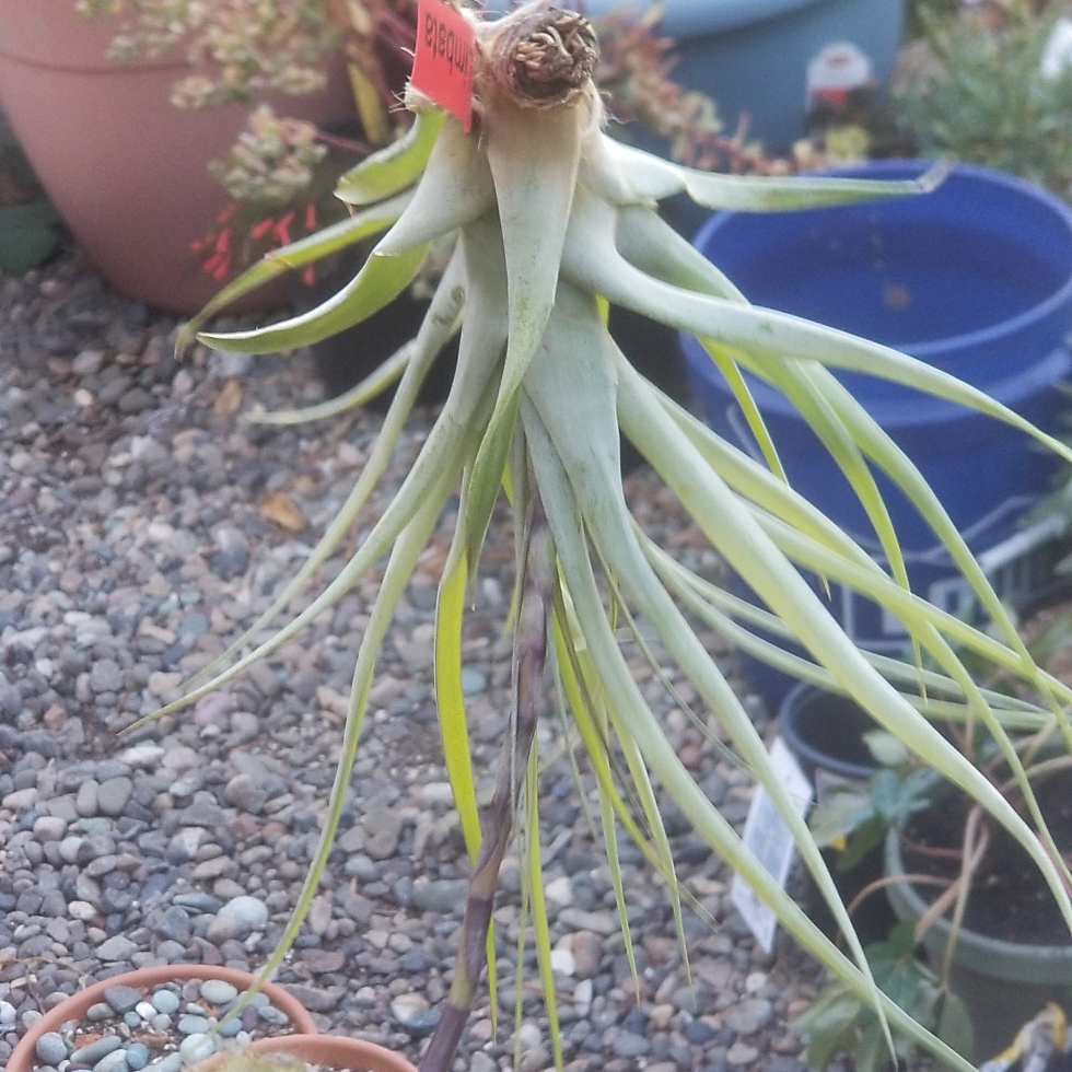 Tillandsia limbata in the GardenTags plant encyclopedia Airplant (Species) Tillandsia limbata in the GardenTags plant encyclopedia
