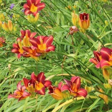 Hemerocallis Stafford in the GardenTags plant encyclopedia Daylily Stafford in the GardenTags plant encyclopedia