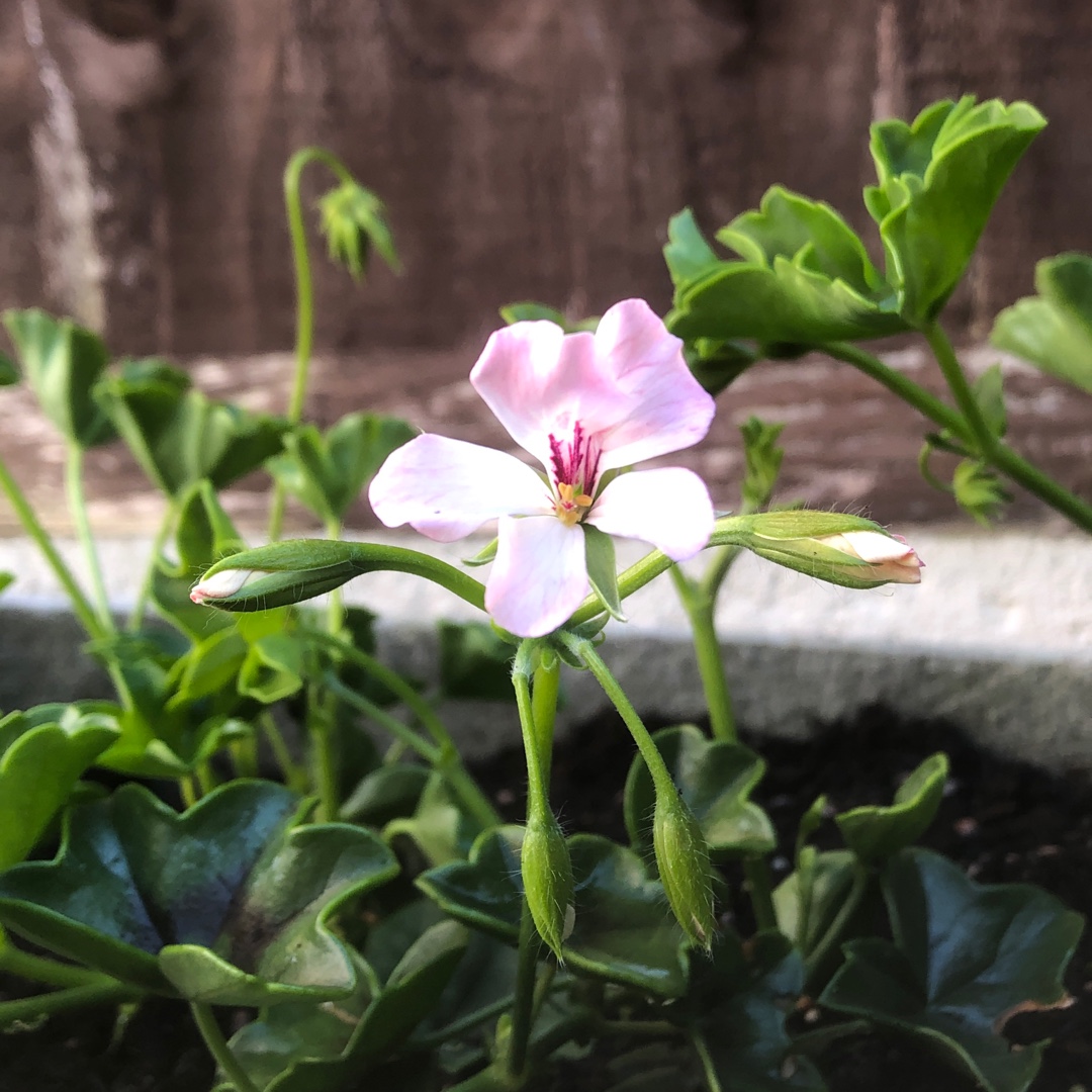 Pelargonium Pendresd syn. Pelargonium Ville de Dresden in the GardenTags plant encyclopedia Pelargonium Ville de Dresden (Ivy Leaved) in the GardenTags plant encyclopedia