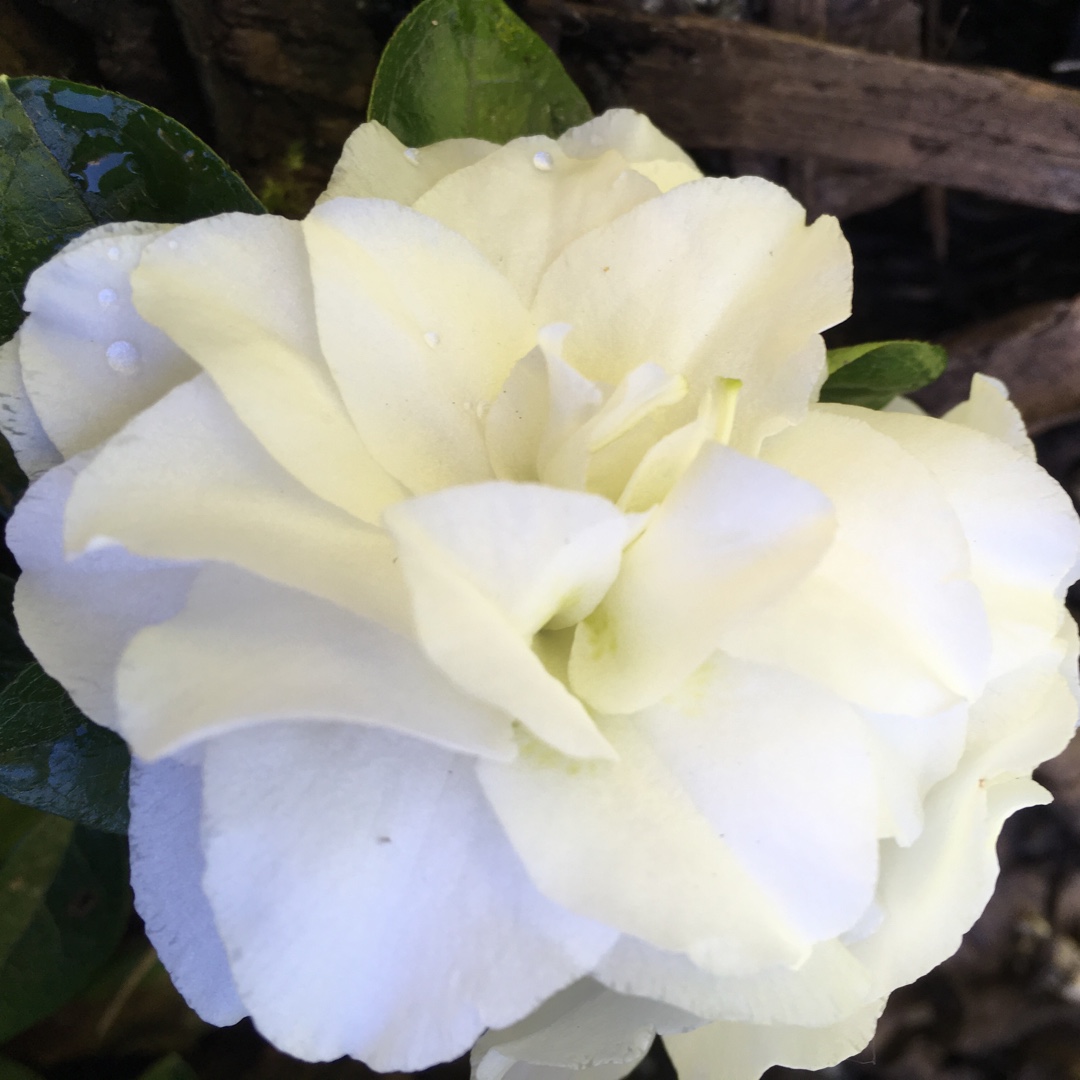 Rhododendron White Rosebud in the GardenTags plant encyclopedia Azalea White Rosebud in the GardenTags plant encyclopedia