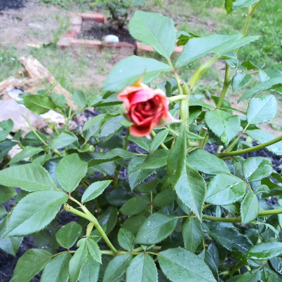 Rosa Wekmongros syn. Rosa Pumpkin Patch in the GardenTags plant encyclopedia Rose Pumpkin Patch (Floribunda) in the GardenTags plant encyclopedia