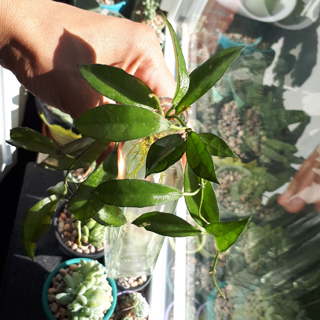 Hoya Lacunosa in the GardenTags plant encyclopedia