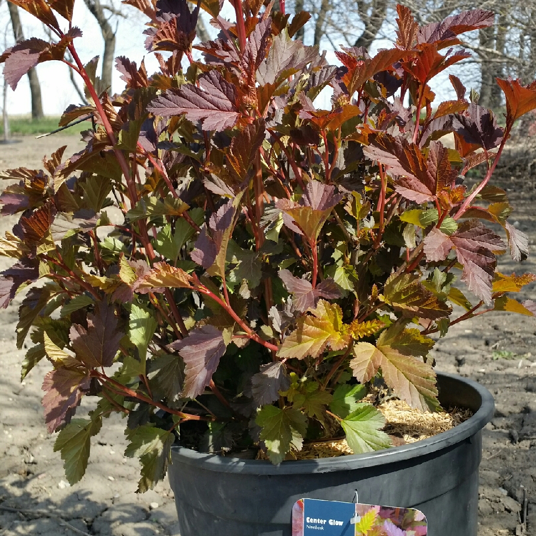 Physocarpus opulifolius Center Glow in the GardenTags plant encyclopedia Ninebark Center Glow in the GardenTags plant encyclopedia