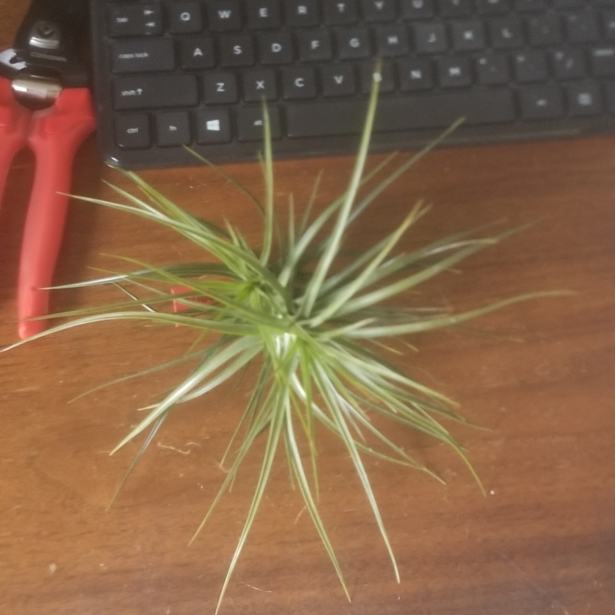 Tillandsia caulescens in the GardenTags plant encyclopedia Airplant (Species) Tillandsia caulescens in the GardenTags plant encyclopedia