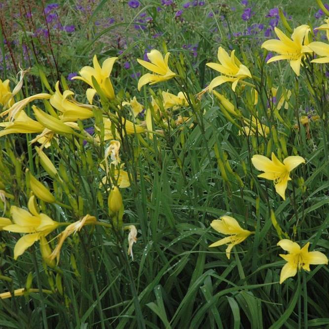 Daylily (Species) Citron Daylily in the GardenTags plant encyclopedia