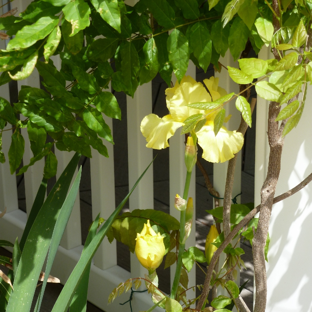 Iris x germanica Conundrum in the GardenTags plant encyclopedia Bearded Iris Conundrum (Standard Dwarf) in the GardenTags plant encyclopedia
